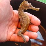 Mercado negro de cavalo-marinho no Brasil está aumentando diz estudo