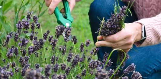 10 plantas que afastam o mosquito da dengue