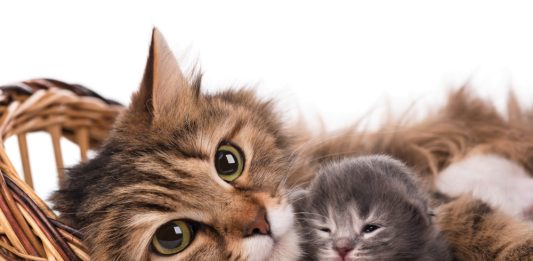 No Dia Mundial do Gato, conheça 5 curiosidades sobre os felinos