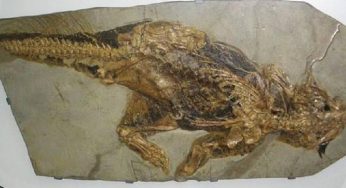 Cientistas descobrem fóssil de “dragão” de 240 milhões de anos