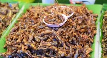 Empresa mexicana transforma grilos em pão e cerveja. Provaria?