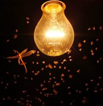 Entenda porque os insetos voam em torno das luzes noturnas