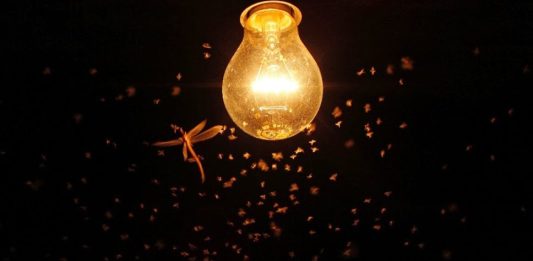 Entenda porque os insetos voam em torno das luzes noturnas