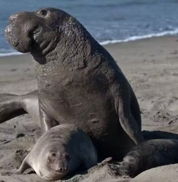 Elefante-marinho salva filhote de foca ameaçado e comportamento impressiona