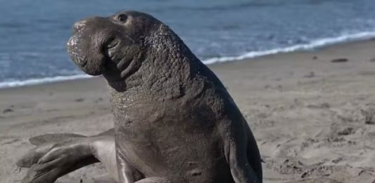 Elefante-marinho salva filhote de foca ameaçado e comportamento impressiona