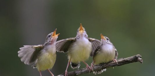 Por que os pássaros cantam antes do sol nascer?