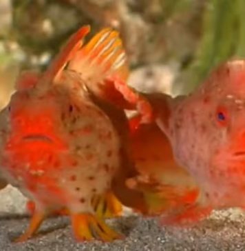 Mais de 20 peixes raros são retirados do oceano para salvar as espécies