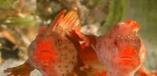 Mais de 20 peixes raros são retirados do oceano para salvar as espécies