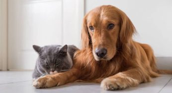 Doenças parasitárias em pets: descubra as mais comuns e como tratá-las