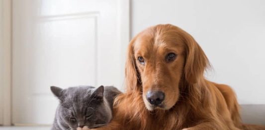 Doenças parasitárias em pets: descubra as mais comuns e como tratá-las