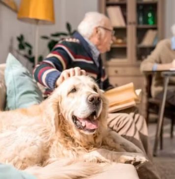 Pets ajudam a reduzir a demência em idosos que moram sozinhos, diz novo estudo