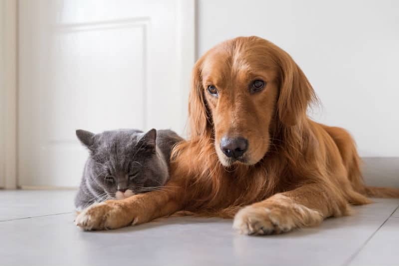 Doenças parasitárias em pets: descubra as mais comuns e como tratá-las