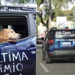 Golden que venceu câncer ganha buzinaço e comove a web: “última quimio”