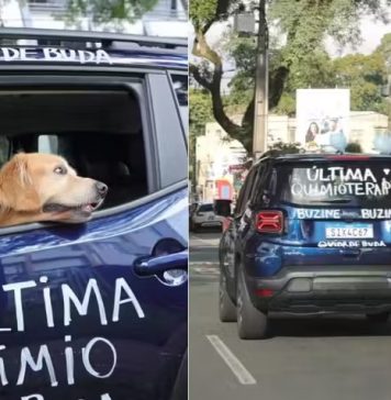 Golden que venceu câncer ganha buzinaço e comove a web: “última quimio”