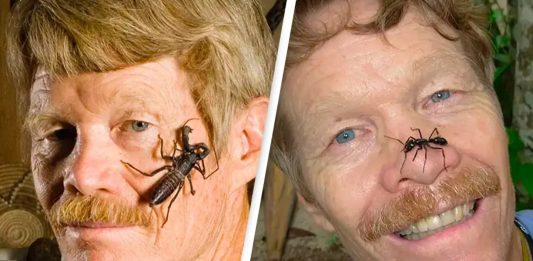 Ranking da dor: Cientista foi picado por 80 insetos para descobrir qual dói mais