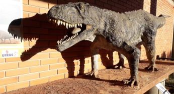 Superpredador e ‘tataravô’ dos jacarés: artigo revela detalhes de espécie pré-histórica do RS