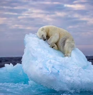 Foto de urso polar dormindo em iceberg ganha prêmio de melhor do ano