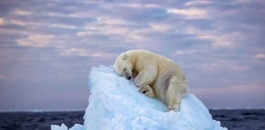 Foto de urso polar dormindo em iceberg ganha prêmio de melhor do ano