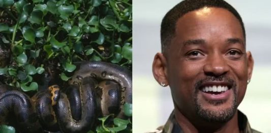 Nova espécie de cobra é encontrada em gravação de série com Will Smith na Amazônia