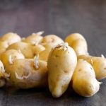 É seguro comer batata que está com broto aparecendo?