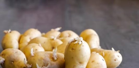 É seguro comer batata que está com broto aparecendo?