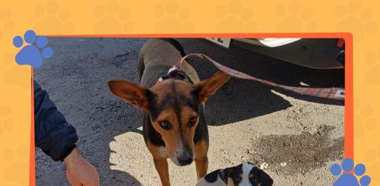 Bento Gonçalves realiza campanha para encontrar tutores de cães resgatados