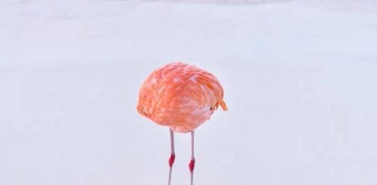 Foto: Fotografia de Miles Astray premiada em concurso de inteligência artifical - Reprodução/milesastray.com