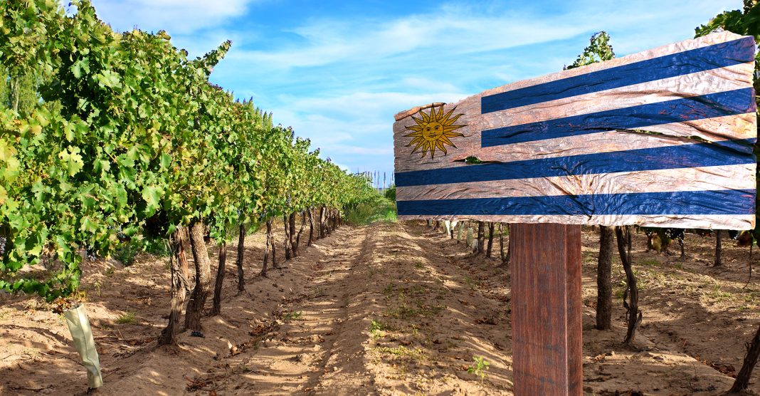Foto: Reprodução site Vai pro Mundo/Divugação