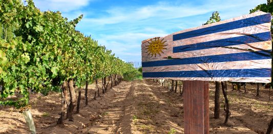 Foto: Reprodução site Vai pro Mundo/Divugação