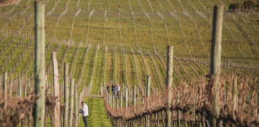 Imagem de Bruno Moraes Amorim da Cruz Bruno Wine por Pixabay