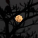 Superlua azul ocupará o céu a partir desta segunda-feira