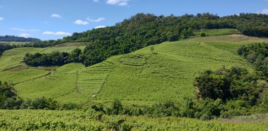 Foto: Paisagens do Vale dos Vinhedos são destaque em premiação/Crédito Naiára Martin