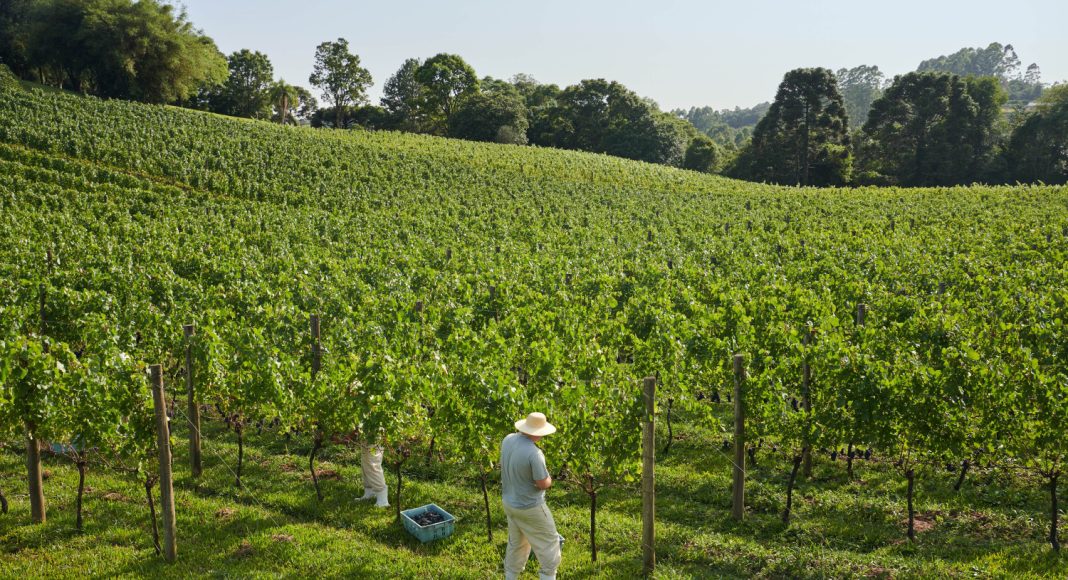 Foto: Vinhedos Chandon Brasil/Reprodução site Turismo Garibaldi