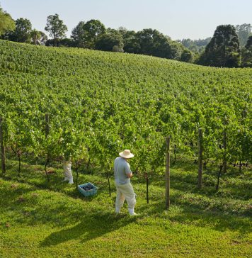 Foto: Vinhedos Chandon Brasil/Reprodução site Turismo Garibaldi
