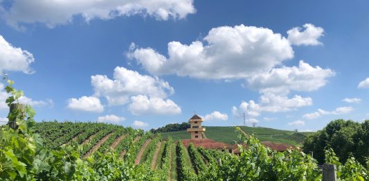 Foto: Reprodução site Wine Locals/Divulgação