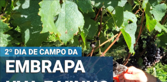 Tecnologia e sustentabilidade no 2º Dia de Campo da Embrapa Uva e Vinho em Bento Gonçalves