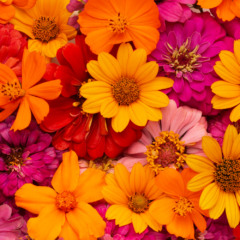 Foto: Freepik