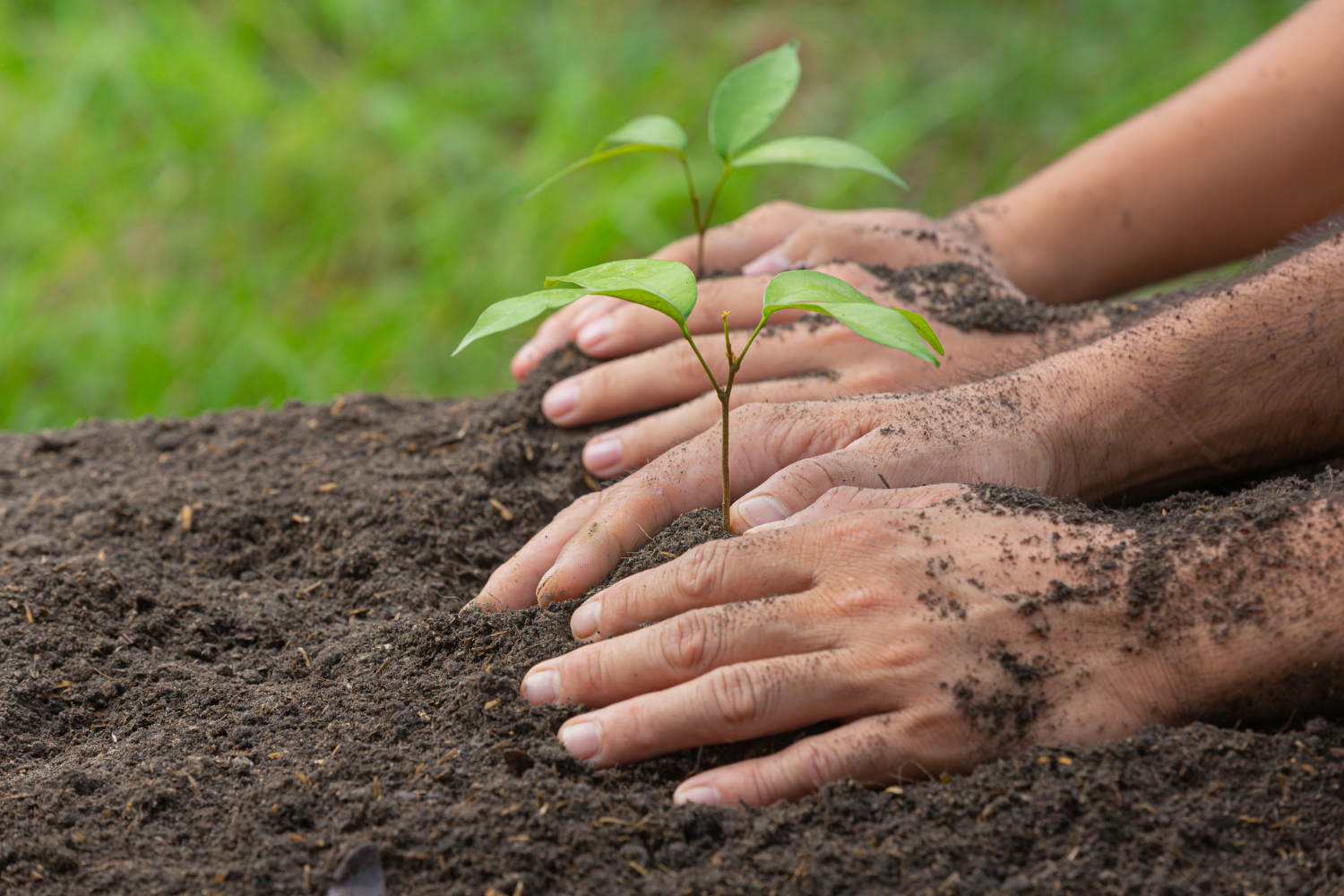 Caxias do Sul celebra o Dia da Árvore com plantios e atividades educativas