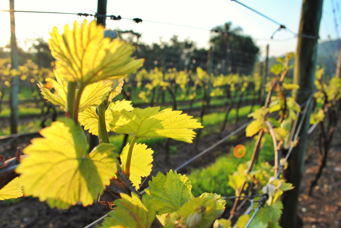 Foto: Paisagens do Vale dos Vinhedos disputam prêmio estadual/Crédito Naiára Martini