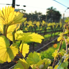 Foto: Paisagens do Vale dos Vinhedos disputam prêmio estadual/Crédito Naiára Martini