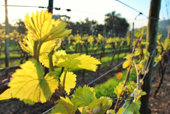 Foto: Paisagens do Vale dos Vinhedos disputam prêmio estadual/Crédito Naiára Martini