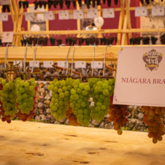 Foto: Divulgação/Crédito Regina Lain