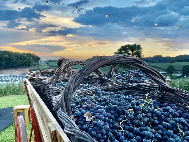 Abertura Nacional da Colheita da Uva será no dia 20 de janeiro em Flores da Cunha