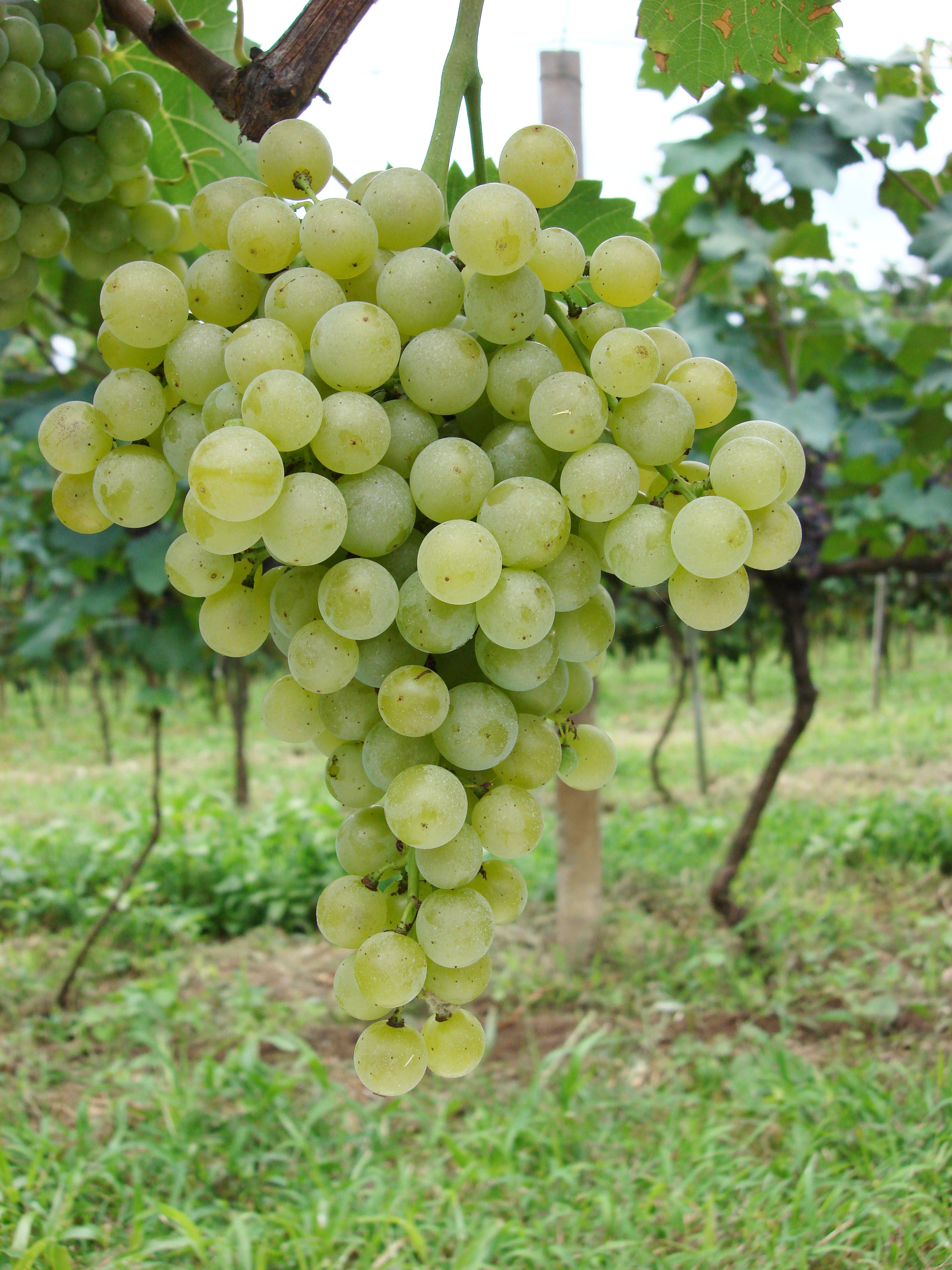 Cantinas caxienses são premiadas na 1ª Seleção de Vinhos de BRS Lorena