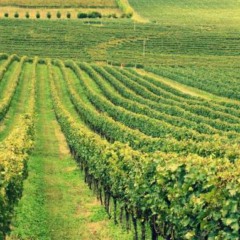 Foto: Reprodução Internet/CICBG/Crédito Gustavo Bottega