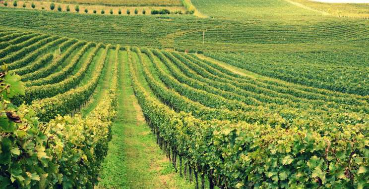 Vale dos Vinhedos vence o Prêmio ABS-RS 2025 como Paisagem Vitícola Destaque