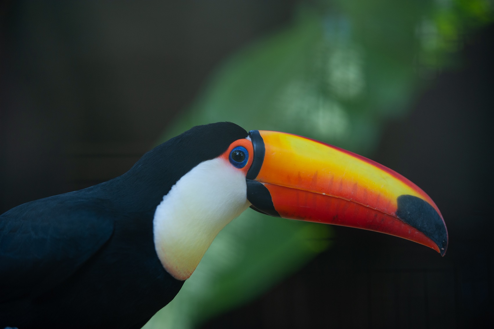 UCS Zoo reabre para visitação neste sábado (10)