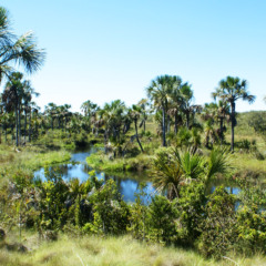 Foto: Parque Nacional Grande Sert&atilde;o Veredas/Divulga&ccedil;&atilde;o