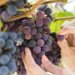 Foto: Divulga&ccedil;&atilde;o Vindima em Gramado